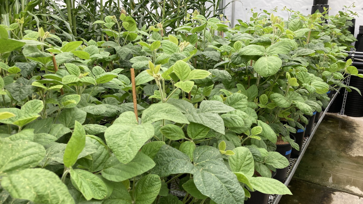 San Diego research plumbs the carbon scrubbing potential in plants - Vimarsana News
