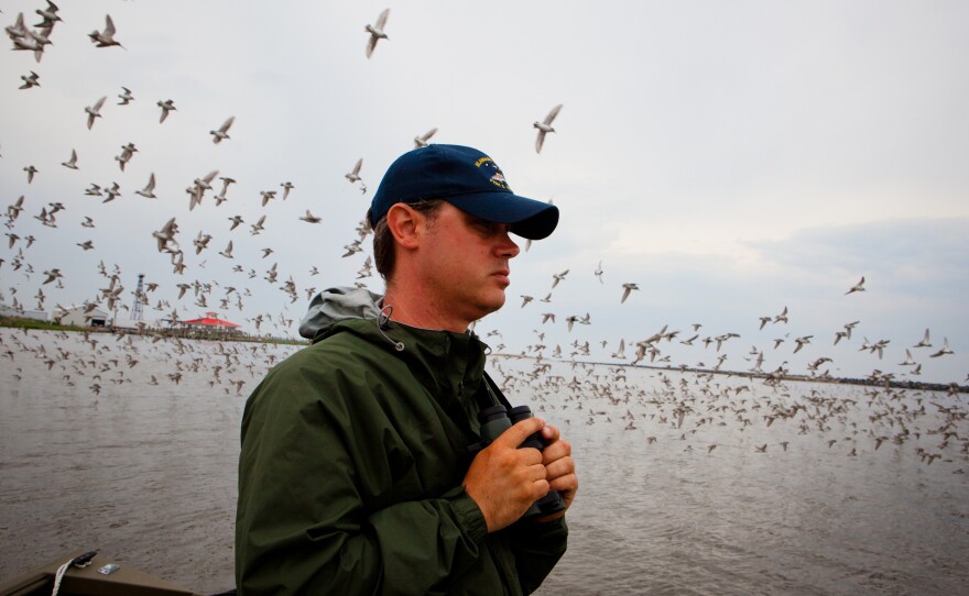 Kevin Kalasz, a biologist with the shorebird project, on the lookout for red knots amid the gulls and other birds.