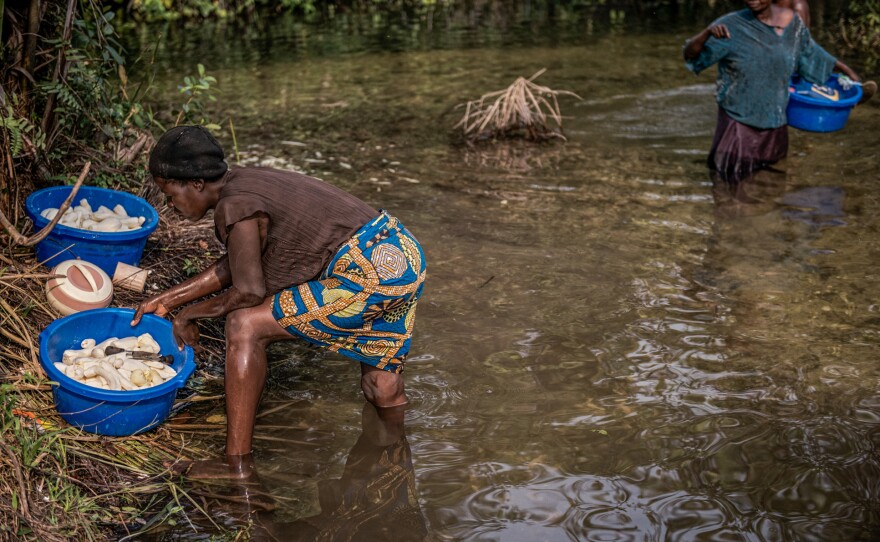Cassava is safe to eat after the roots have been soaked in water for about a week. The water degrades the cyanide found in the plant. Here, women soak cassava in the river.