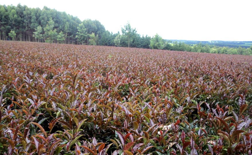 A field of purple tea growing in Kenya.