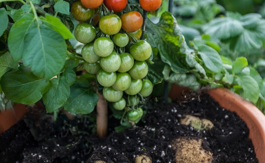 "It's not just any old tomato or any old potato. It's actually a really good, all-around potato at the base," says Michael Perry with Thomas & Morgan, the company that first developed the plant in the U.K. "Then on the top you've got the potential to have up to 500 super-sweet fruit."