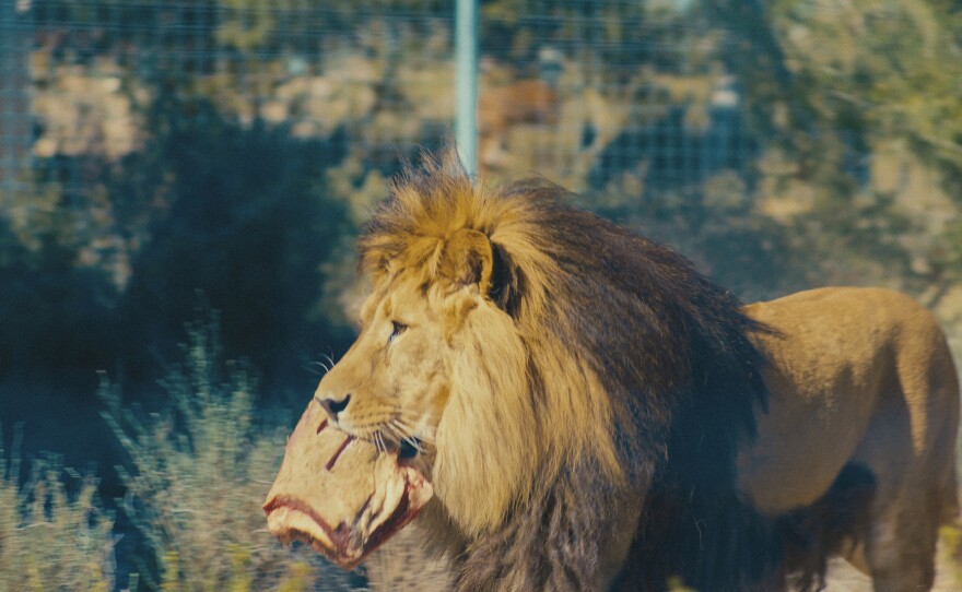 Bretzel the lion, rescued from the front lines of Ukraine, is now being rehabilitated at the AAP sanctuary in Spain.