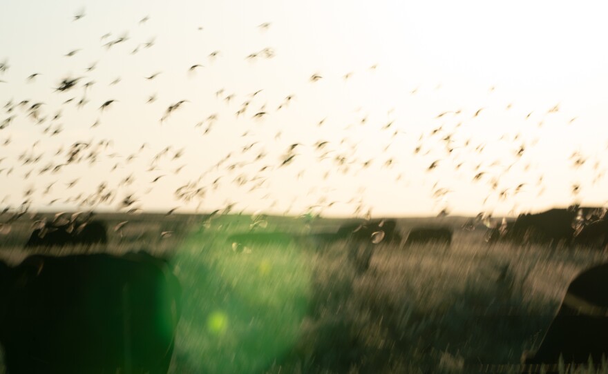 Cattle and birds near the Frenches' land.