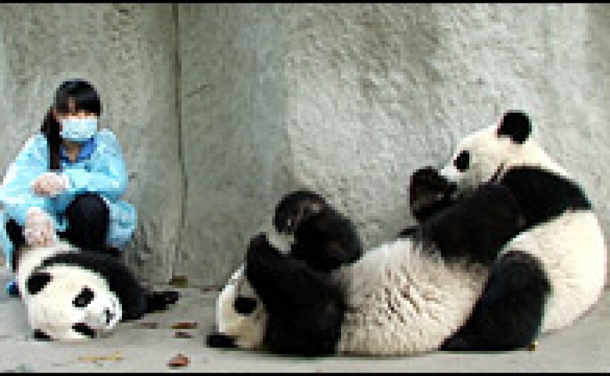 These pandas have lived their entire lives in captivity. Now, Beijing is pushing to have more of the creatures released into the wild.