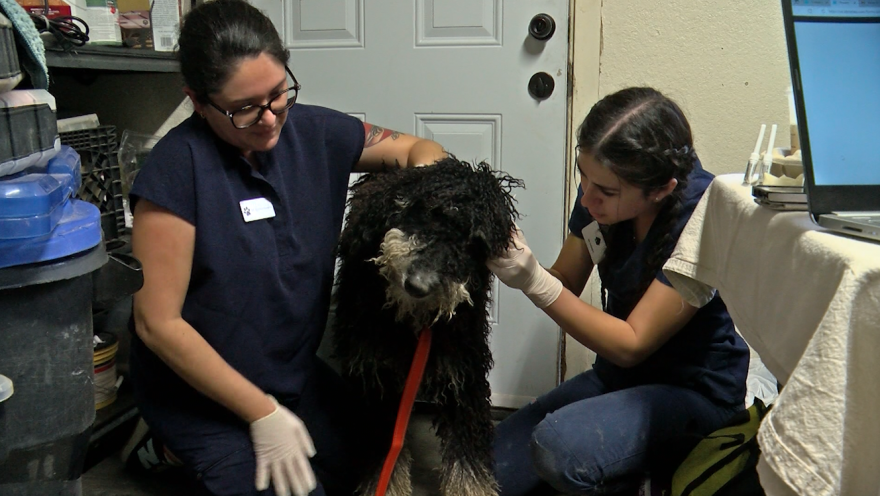 The vet team at Animal Pad cares for a goldendoodle rescue. San Diego County, Calif. Jan. 13, 2023.