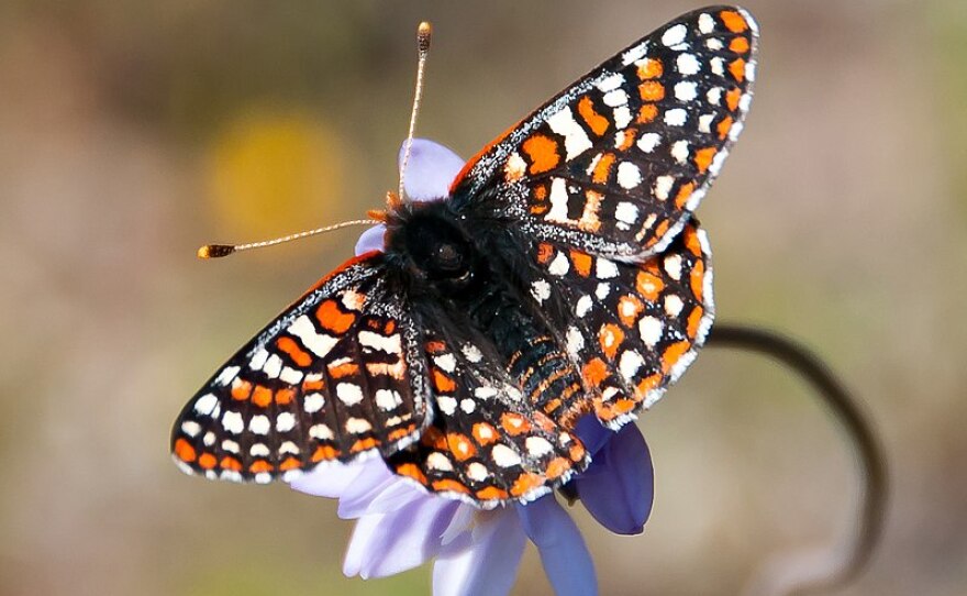 A Quino checkerspot butterfly on a wild hyacinth in this file photo taken March 14, 2013.