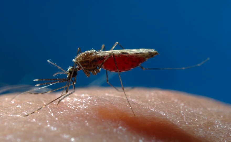 Malaria parasites, spread by a mosquito's bite, have started to adapt so the go-to drugs won't knock them out.
