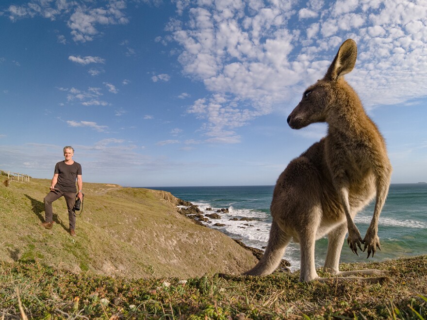 Host Gordon Buchanan meets the Eastern Grey Kangaroos surviving on the Queensland coastline.