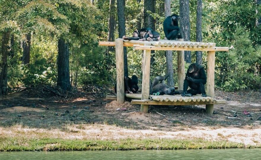Chimpanzees lounge on a structure at Chimp Haven. The sanctuary is home to hundreds of the primates.