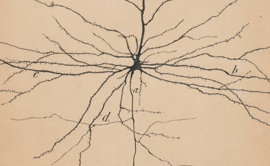 Pyramidal neurons are among the few neurons in the brain that can be seen with the naked eye.