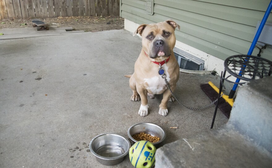 Royce, the family dog, sits on the back patio of the house where Manuel, V and their children live in the Pacific Northwest.