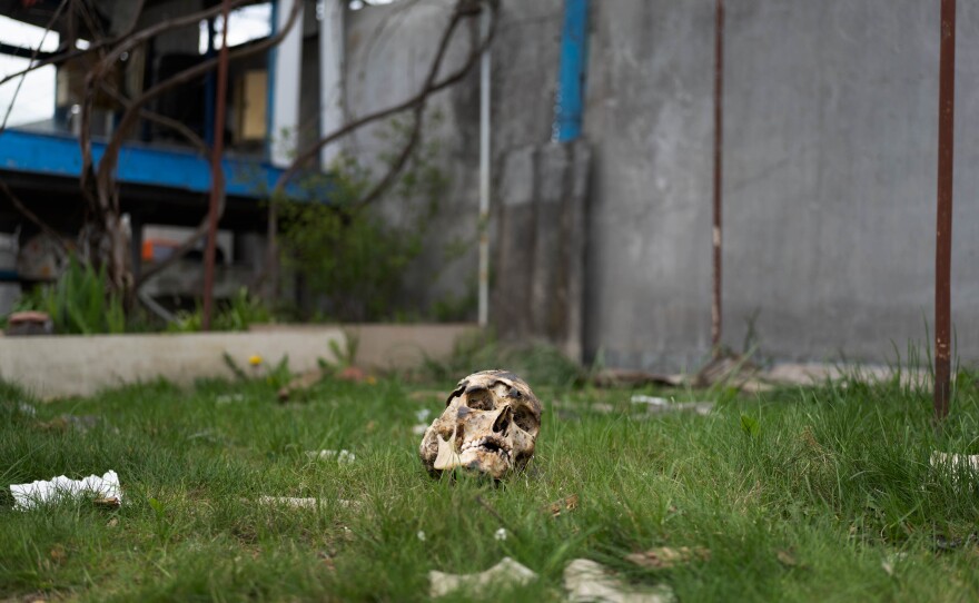 A skull rests in the yard of a damaged home in Moshchun. A forensic team says the victim was probably burned.