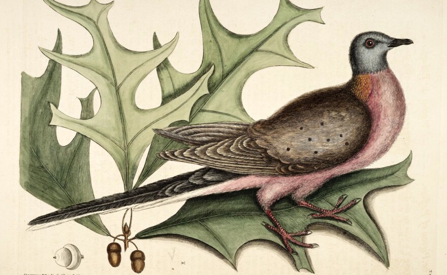 A male passenger pigeon, illustrated in a book of natural history printed in 1754.