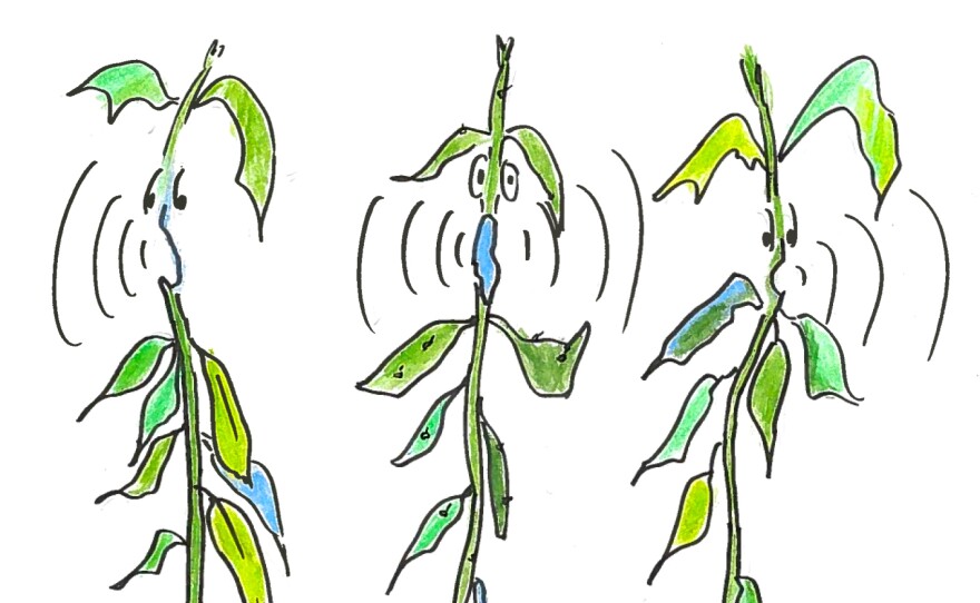 Illustration of bean plants emitting a silent, chemical "scream" is response to their neighbor's alarm