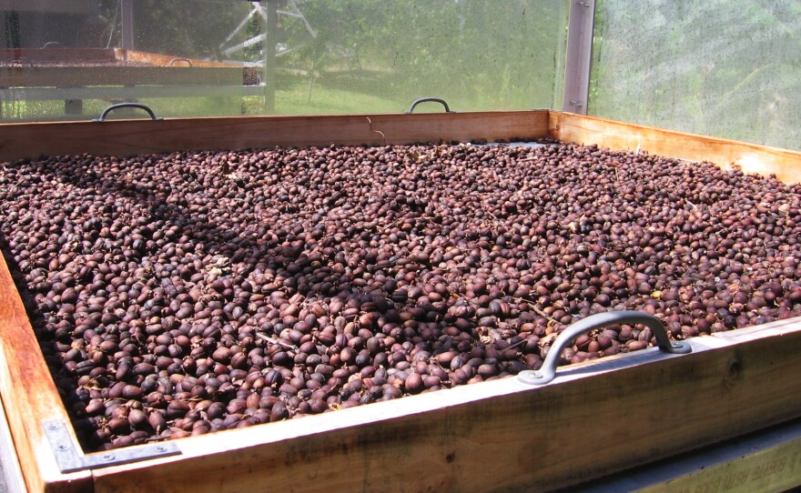 Finca Gripiñas dries its coffee beans in solar driers designed and built by owner Miguel Sastre.