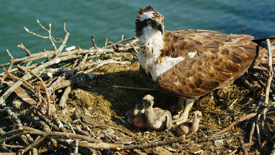 Female osprey stands guard over her nestlings