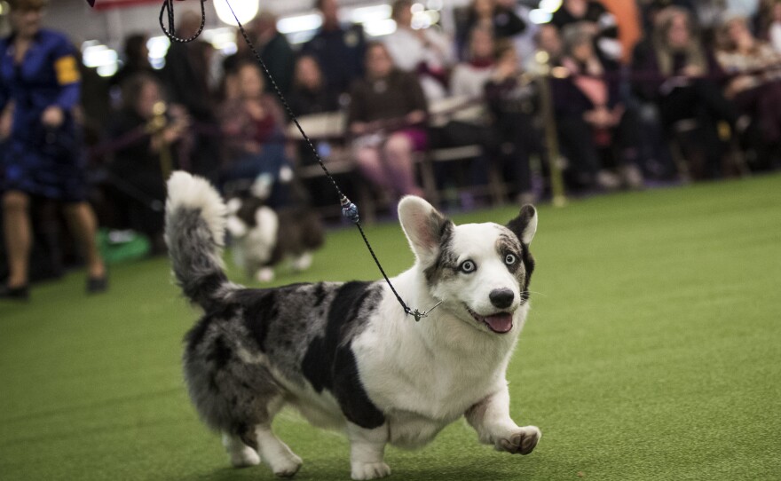 A Cardigan Welsh corgi runs during the competition, flashing a smile for the camera.