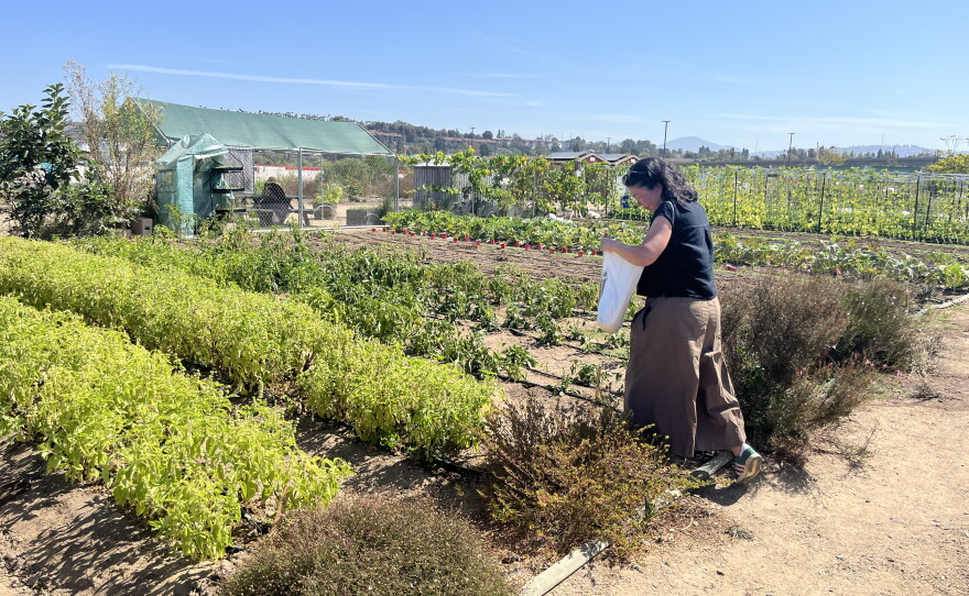 Make Projects executive director Anchi Mei walks through Make Farms garden, Aug. 21, 2026.