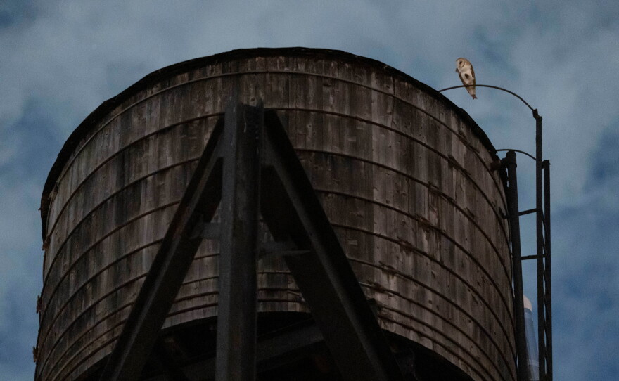 An American Barn Owl sits perched on a water tower on the Upper West Side neighborhood, Wednesday, Oct. 14, 2026, in New York.