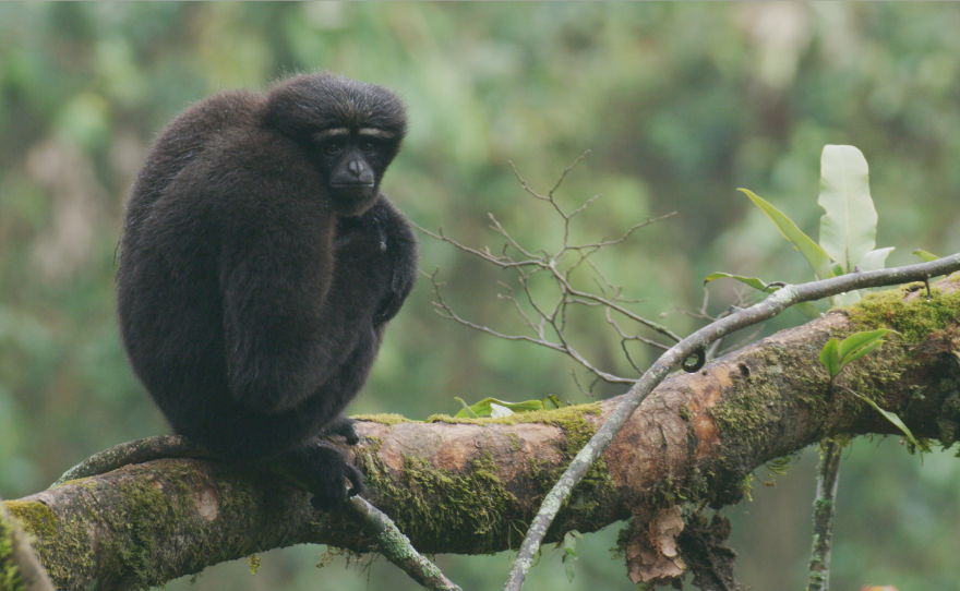 Skywalker Gibbon, Gaoligong Mountains on the China-Myanmar border. “Song For Love: An Ape With An App” is the extraordinary story of a rock star and a scientist who set out to save a disparate group of gibbons through love, imagination, technology and song.<br/>