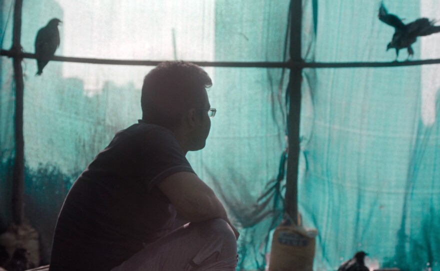 Mohammad Saud cares for black kite birds in Delhi, India, in the documentary <em>All That Breathes.</em>