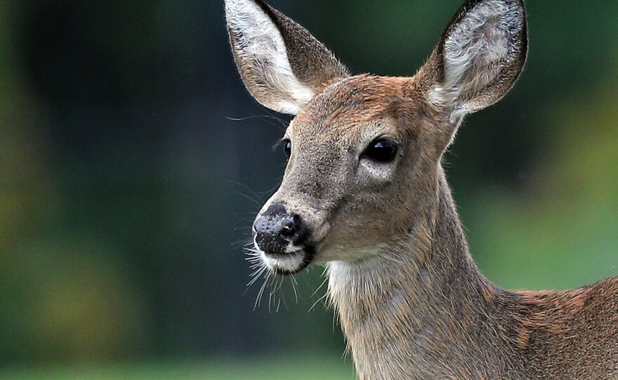 A new study suggests that white-tailed deer, like the one here, could carry the virus SARS-CoV-2 indefinitely and spread it back to humans periodically.