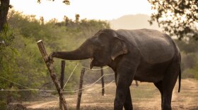 A bull male elephant is seen meticulously dismantling an electric fence inside Yala National Park in Sri Lanka. Elephants are often herded into parks to keep them from eating the crops of farmers, but the pachyderms have figured out how to manipulate the wooden fence poles to lay the wires flat and then step over them.