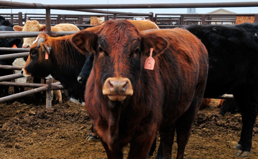 Cattle at the OKC West Livestock Market, one of the largest cattle auction houses in Oklahoma.