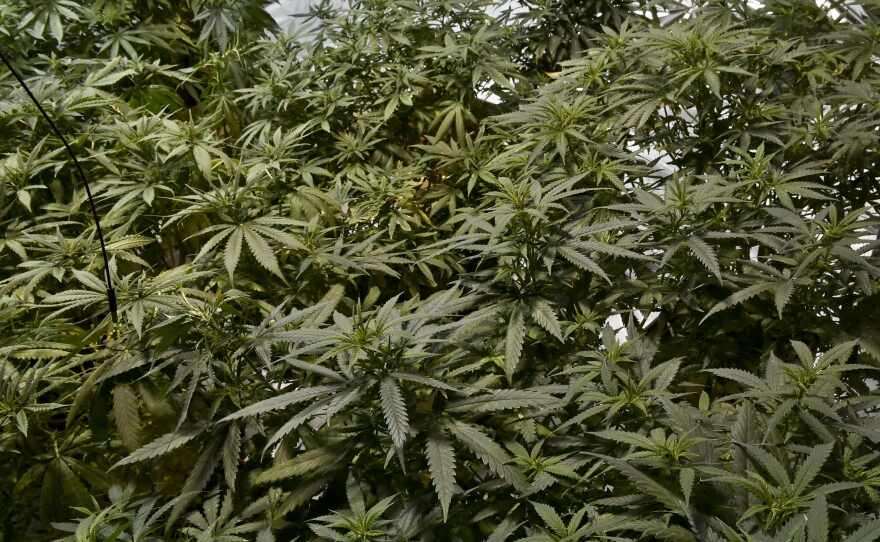 Marijuana plants are grown for medicinal purposes in a clandestine greenhouse in Mexico City in 2015. Mexico legalized medical marijuana in 2017, but recreational pot remains largely illegal.