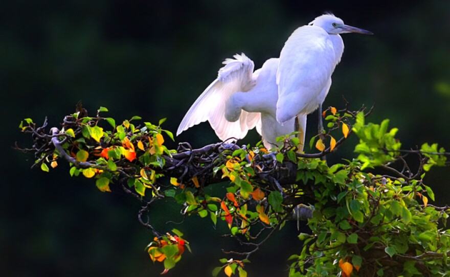 Little Egrets at a tree top nest site.