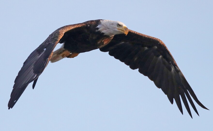 An American bald eagle flies over Mill Pond on July 29, 2018 in Centerport, New York. The bald eagle is one of the birds protected by the Migratory Bird Treaty Act.