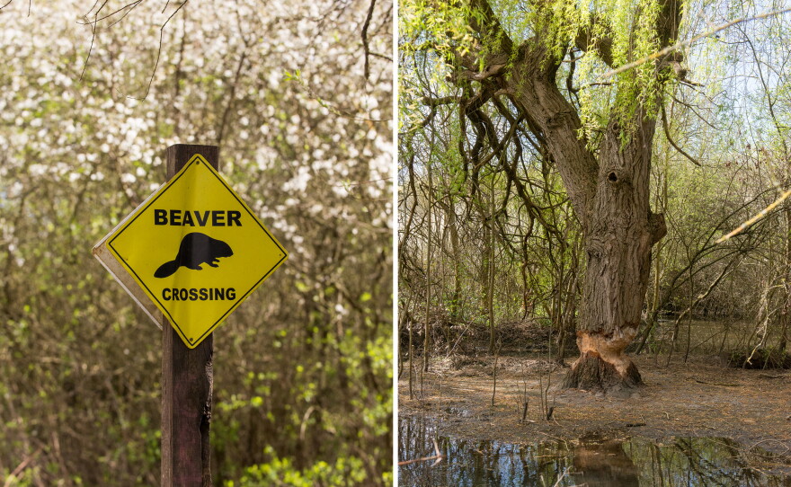 Scenes from the Paradise Fields nature reserve in Greenford, West London, where a family of five beavers has transformed what used to be a golf course into an urban wetland that helps absorb heavy rainfall and prevent  local flooding.