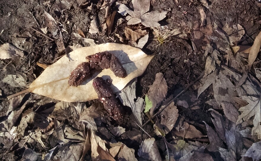 Edible raccoon scat made with brownie, chopped oatmeal, and chopped cranberries. Snickers or Baby Ruth can also work in lieu of a brownie.