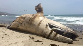 The carcass of a dead whale that washed up on Lower Trestles beach, April 26, 2016.