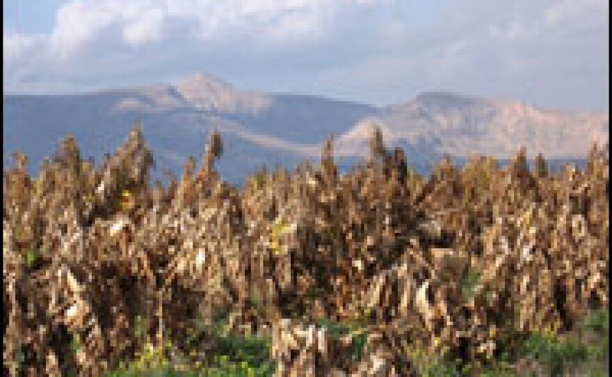 Frost and unusually cold winter weather have destroyed some 90 percent of field crops in southern Jordan Valley, likes those in this banana field in the West Bank city of al Ouja.