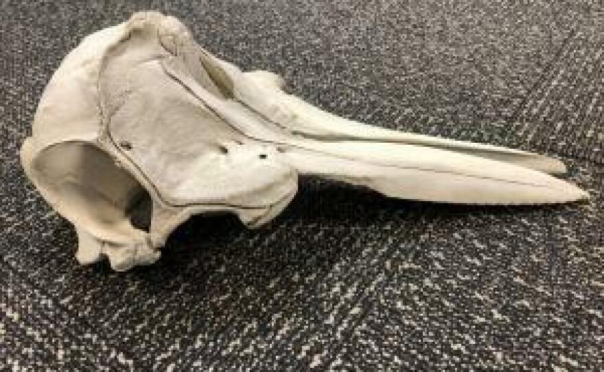 U.S. Customs and Border Protection found the skull of a young dolphin in someone's luggage in the Detroit Metropolitan Airport last week, CBP said.
