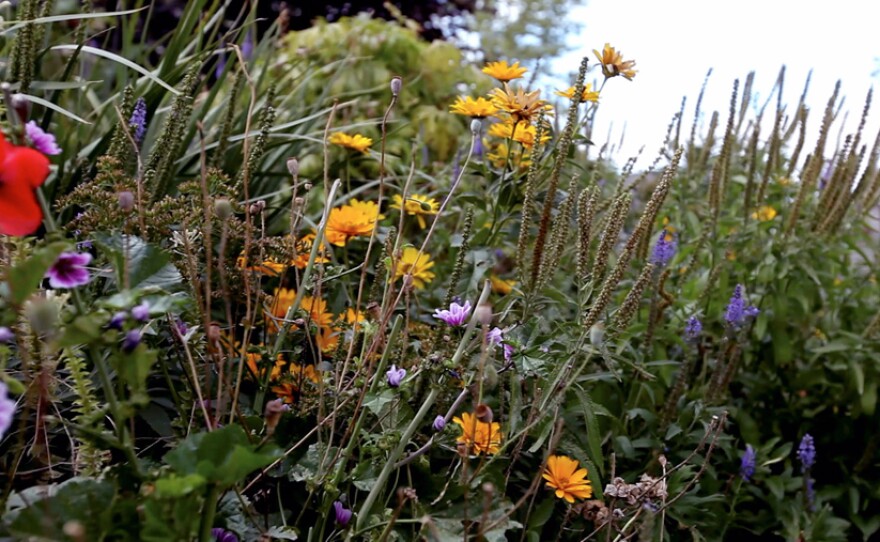 A multitude of plants from various species co-exist in harmony in a cultivated garden in Winnipeg, Manitoba.