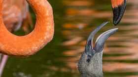 A flamingo interacts with a flamingo chick at the San Diego Zoo, Aug. 6, 2018.