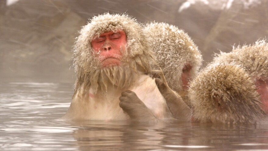 Bubbles relaxes with her eyes closed as another monkey gently grooms her in the hot spring. The snow monkeys of Jigokudani, Japan are world famous for spending the winter soaking up the warm waters of their own private hot spring.