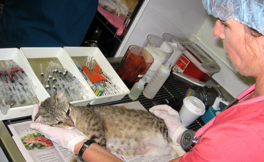 The Miami-based Cat Network operates a program that traps, neuters and releases feral cats back to their colonies. A bill before the Florida Legislature would offer legal protection to those programs.