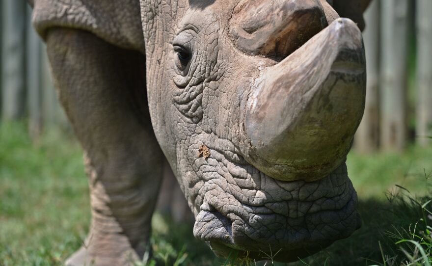 Sudan, the last known male of the northern white rhinoceros subspecies, stands for his close-up in a paddock last year at the Ol Pejeta Conservancy in Kenya. If Tinder users swipe right on Sudan's profile, they're taken to a page asking for contributions to help him reproduce.