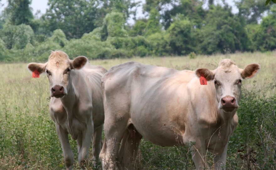 The EPA tries to keep track of all sorts of methane producers — including herds of methane-belching cattle.