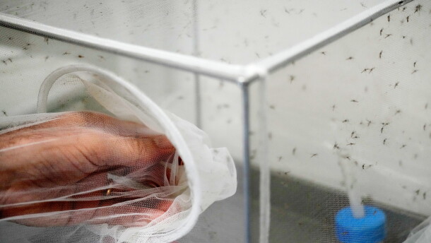 Francesco Severino, a senior researcher in medical entomology, places a net over a cage containing mosquitoes inside a laboratory at the Italian National Institute of Health in Rome, Friday, Sept. 18, 2026.