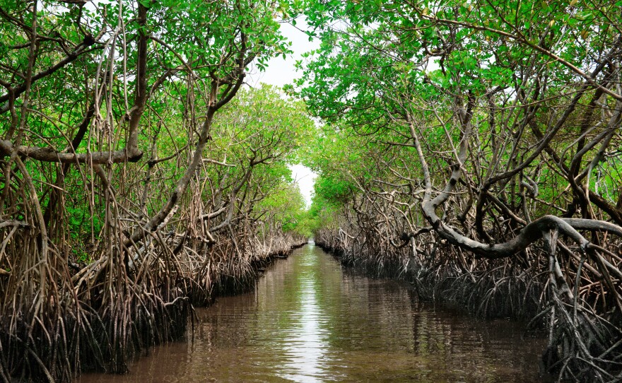 Researchers say protecting mangroves that soak up carbon is a great climate solution. But they caution against programs that slap carbon offsets onto it as those offsets can be hard to verify.