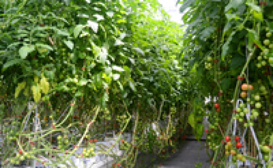 Tomatoes grow year round at Gotham Greens rooftop farm above the Brooklyn Whole Foods.