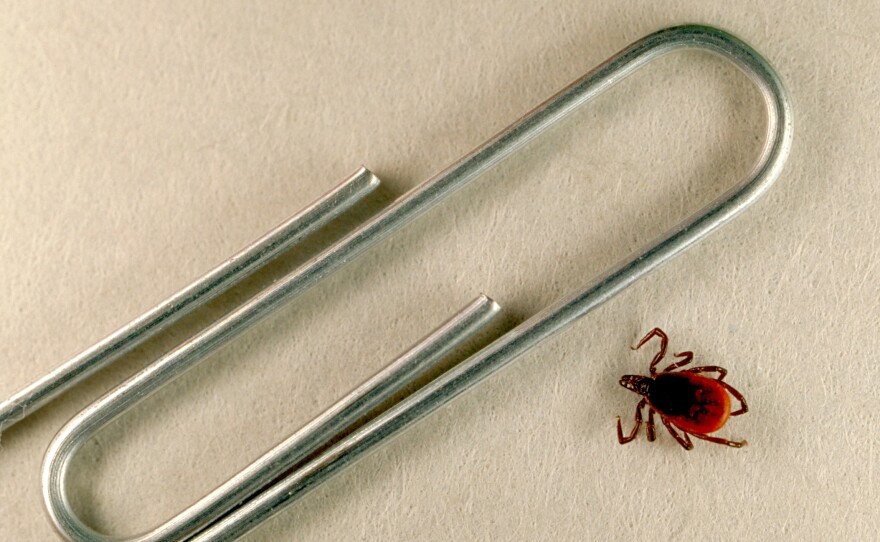 A blacklegged tick like this one can be hard to spot.