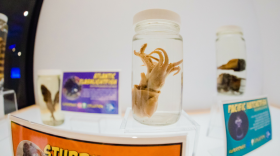 A display from the new exhibit "Oddities: Hidden Heroes of the Scripps Collection" at Birch Aquarium. June 2018. 