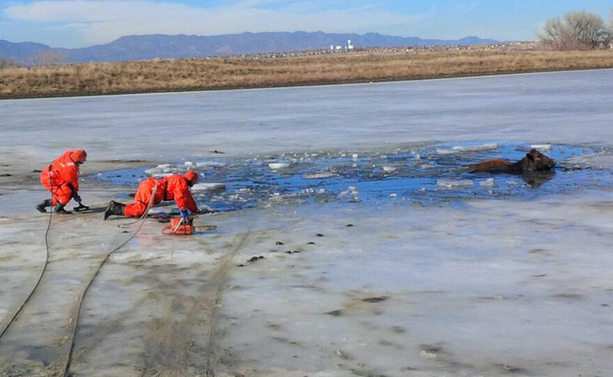 In this photo provided by the Fountain, Colo. Fire Department, firefighters cut through the half-foot thick ice to rescue two cows stranded in a frozen pond.