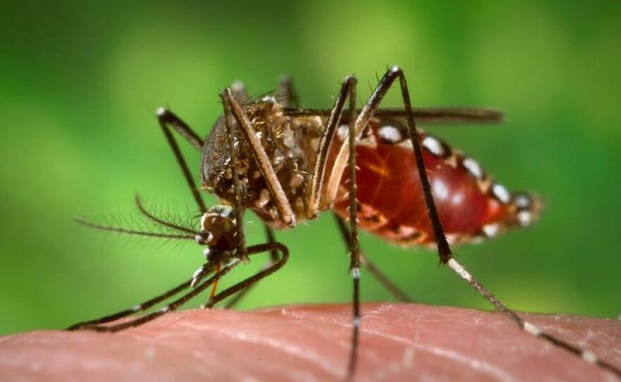 The Aedes aegypti mosquito is an aggressive biter both indoors and outdoors, especially during the day.