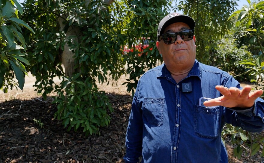 Serafin Michel, the farm manager at ACA Groves in Valley Center, is shown on July 11, 2025.